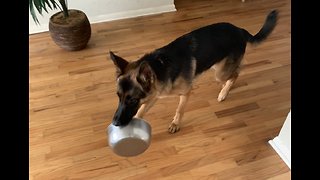 German Shepard literally brings food bowl to her owner