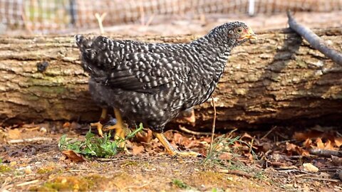 Raising Chickens 6 Weeks to Adult | Brooder to Coop