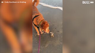 Excited dog plays with frisky crab