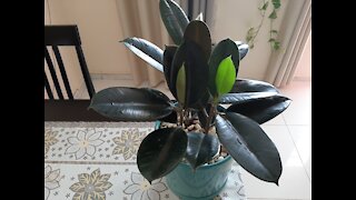 Healthy Rubber Plant