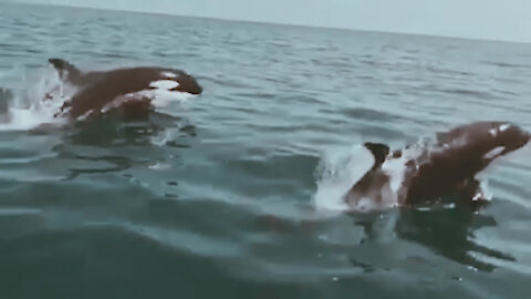 Killer Whales spotted near the coast of Marbella, Spain