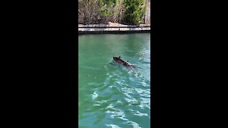 Mother bear rescues her cubs from drowning in Lake Tahoe