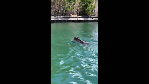 Mother bear rescues her cubs from drowning in Lake Tahoe