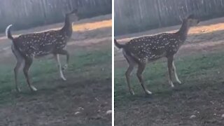 Angry deer "barks" at intruder in the woods