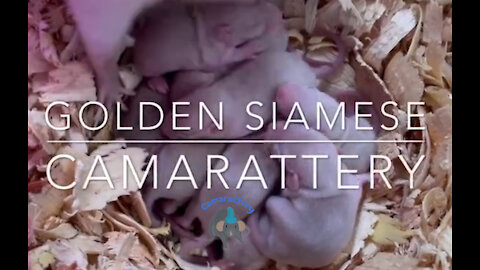 Golden Siamese at Camarattery Gen 2