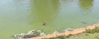 Duckling rescue caught on camera