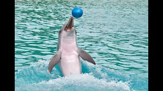 AMAZING Dolphins - FUNNY AND CUTE DOLPHIN VIDEOS COMPILATION
