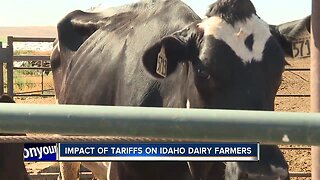 Impact of U.S. trade war on Idaho dairy farmers