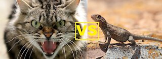 calango - vs cat, vs fight