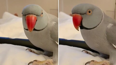 Smart parrot loves to play peek-a-boo with his owner