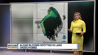 Algae blooms spotted on west side of Lake Okeechobee
