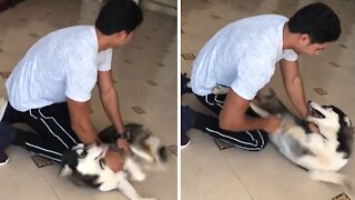 Husky can't contain excitement after being reunited with owner