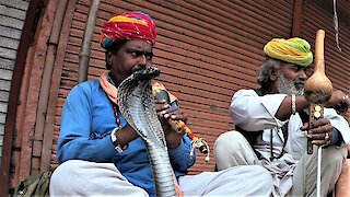 Centuries old cobra snake charming should be boycotted for many reasons