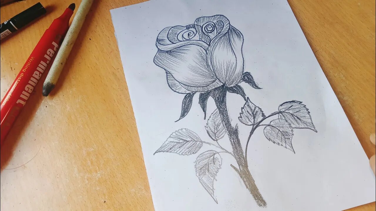 Drawing beautiful roses pencil drawings HD wallpaper  Pxfuel