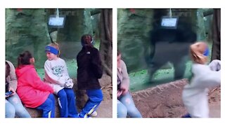 Children got attacked by gorilla