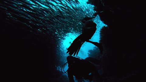 Scuba diver encounters bird in canyon 50 feet underwater
