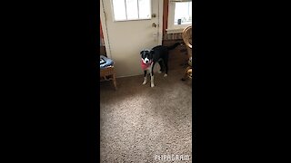 Dog learns how to ring doorbell to come back inside