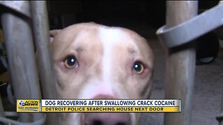 Dog recovering after swallowing crack cocaine
