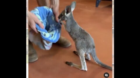 How cut is this baby Kangaroo? 🦘