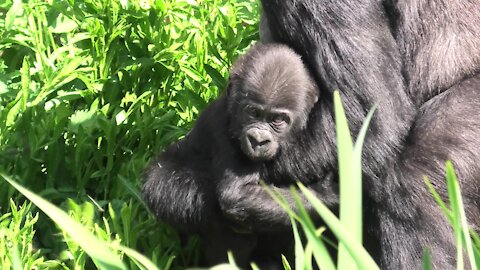 Proud gorilla mom shows off her baby born in lockdown