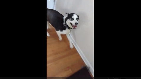 Husky can't hold back excitement upon owner's return