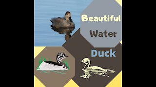 Beautiful water duck