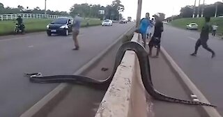 Anaconda crosses road