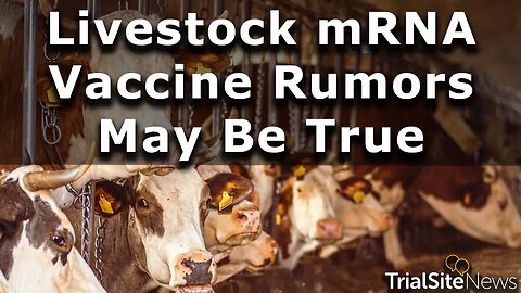 Internet Rumors Claimed Livestock Getting mRNA Vaccine. It May Be True