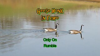 Geese Honk In Echo (A Rumble Exclusive)