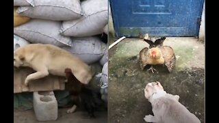 Dog - Chicken Fight - Funny Fight Video