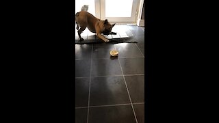 French Bulldog literally can't stop dancing for tasty treat