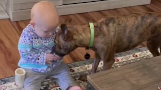Patient Puppy Learns To Share Toys With Baby Best Friend