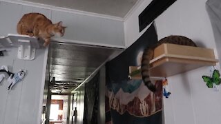 Cat wakes up kitten in epic shelf collapse