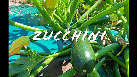 FOODIE || Farm-To-Table: Zucchini (2022)