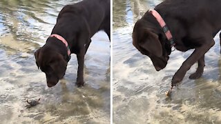 Playful Pup Gets Pinched On The Nose By Angry Crab