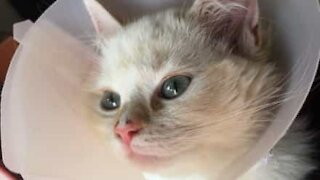 Adorable kitten thinks she's got it licked