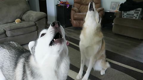 Howling Husky Duo Singing Out Loud To Impress Owner