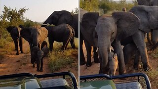 Curious Baby Elephants Are Stopped By From Taking A Closer Look At Tourists Protective Mother