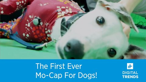 Check Out The First Mo-Cap Suit For Dogs!