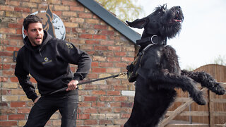 Training Giant Schnauzers - The $37,000 Guard Dogs I Big Dogz
