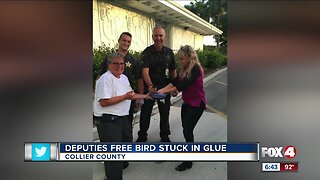 Deputies save bird who was stuck in Collier County