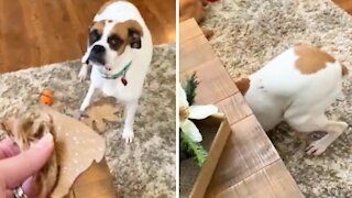 Grinch boxer chews Christmas ornament, can't hide her guilt