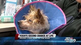 Yoshi the dog gets a second chance at life, after being hit by a car