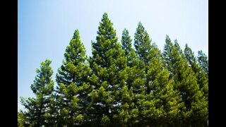 Coniferous trees