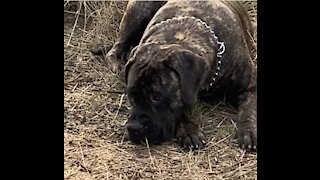 Kitten steals all the attention from mastiff