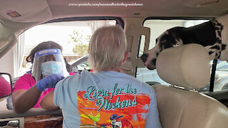Great Dane Watches Drive Thru Covid 19 Vaccine Injection