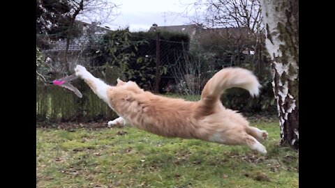 Cat running in slow motion [fluffy maine coon playing hunting]