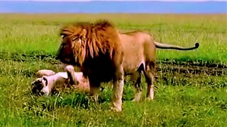 Lions roll around in the grass with pure happiness