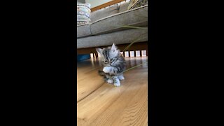 Cute kitten playing with plant