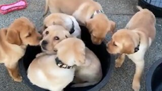 Puppies hilariously find a way to all fit into bucket